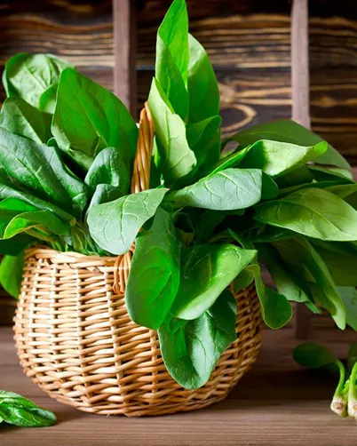 How to Grow Spinach