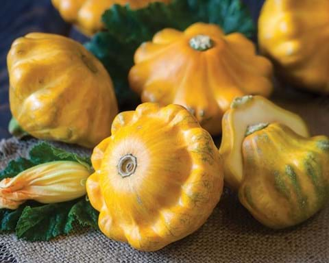 How to Grow Squash