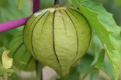 Tomatillo