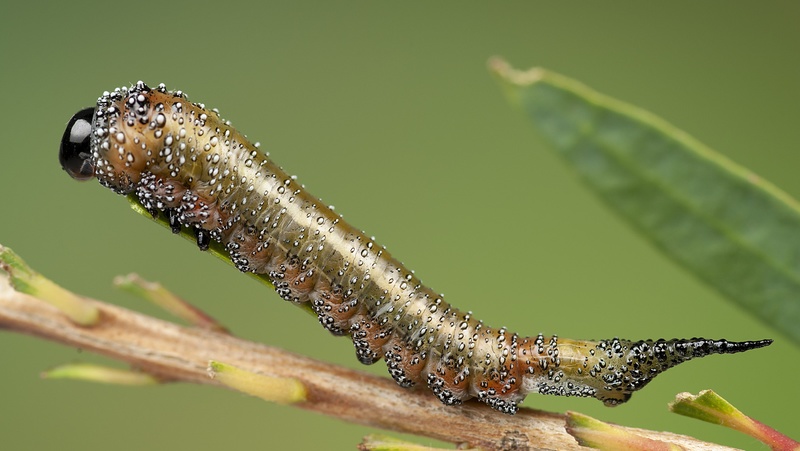 Sawfly larvae deals