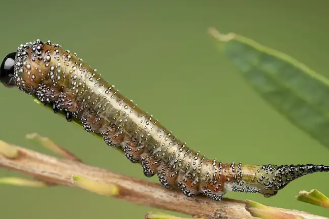 Sawfly Larvae 800X451px Credit Denis Crawford