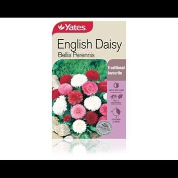 How to Plant and Grow English Daisy