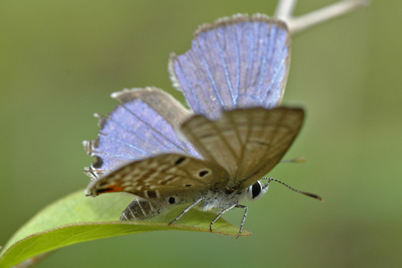 Cycad Blue Butterfly