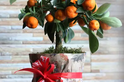 Gardening Christmas Gift Ideas