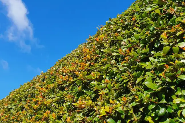 tightly clipped lilly pilly hedge against a blue sky