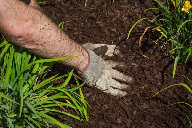 Gloved hands spreading pine bark mulch onto a garden bed