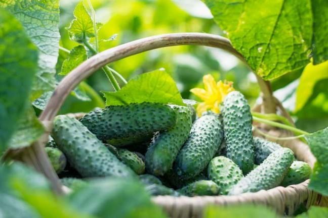Cucumbers sitting in a wicker basket