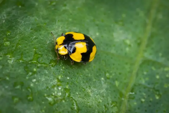Powdery Mildew Lady Beetle
