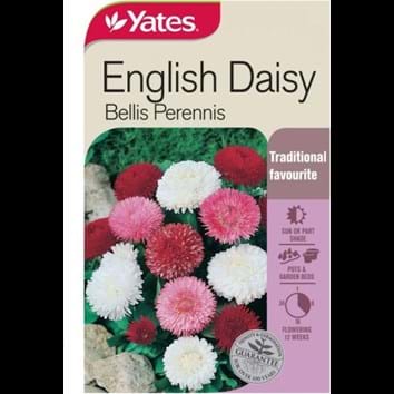 english-daisy
