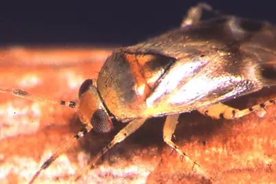 Apple Dimpling Bug