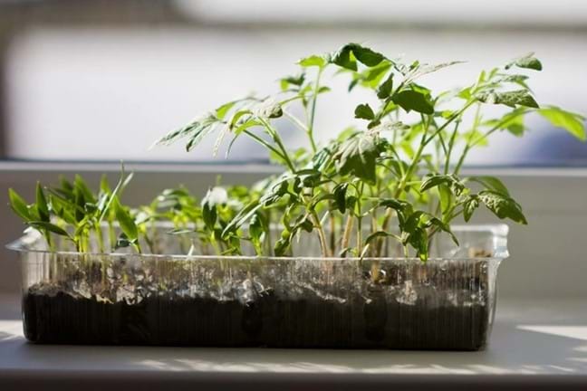 tomato seedling growing in a tray next to a windowsill
