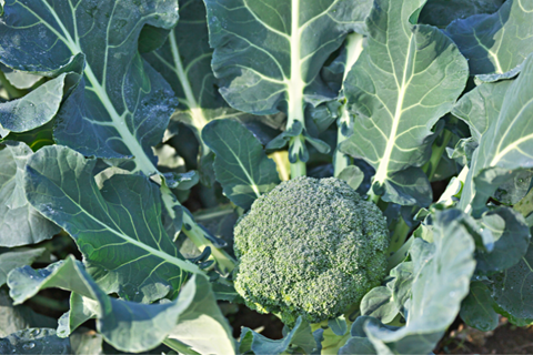 broccoli plant with head forming