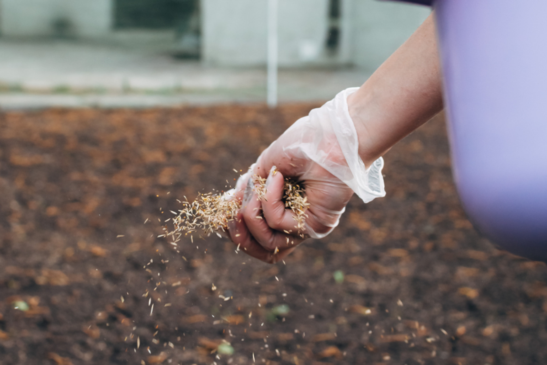 sowing-lawn-seed