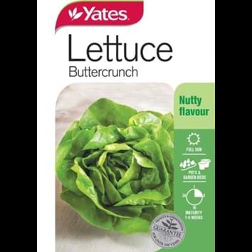 lettuce-buttercrunch