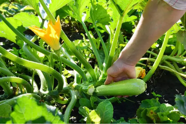 person picking a mature zucchini off a plant