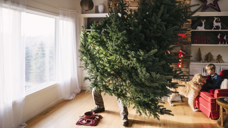 How To Care For & Choose The Perfect Christmas Tree | Yates