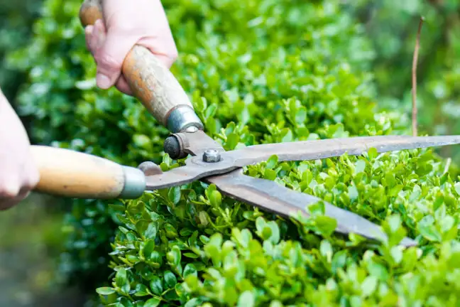 Trimming Hedge