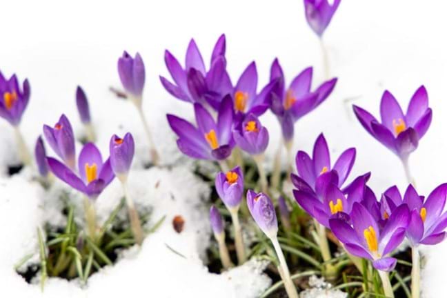 Crocus flowering in the snow