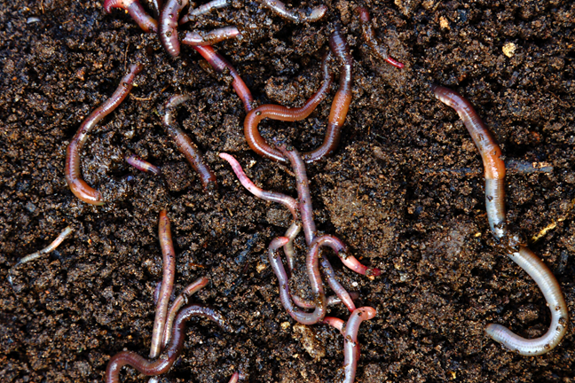 many worms laying on the soil surface