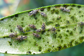 Lace Bug Control in Your Garden
