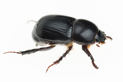 African Black Beetle