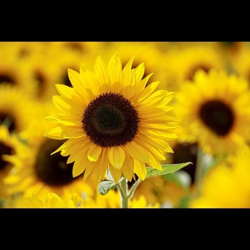 56076_Sunflower Yellow Empress_additional lifestyle.jpg (2)