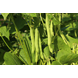 56575_Heirloom Dwarf Beans_Lifestyle2.png (5)