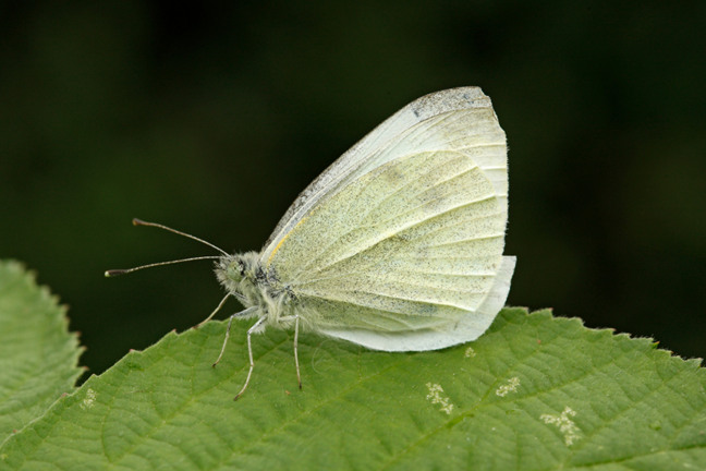 side view of a Cabbage White Butterfly, with white wings at it's sides, sitting on a green leaf