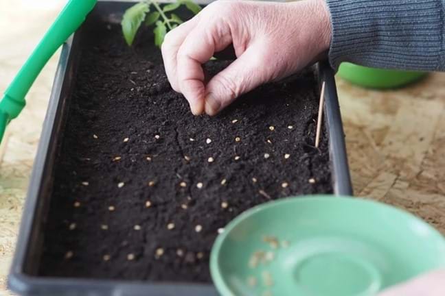 Collecting Propagating Tomato Seeds In Seed Tray 800X451 LS