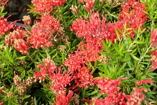 Grevillea 'New Blood'
