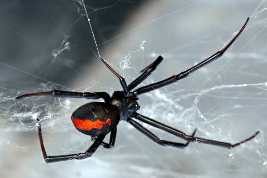 How to Get Rid of Redback Spiders in Your Home & Garden | Yates AU