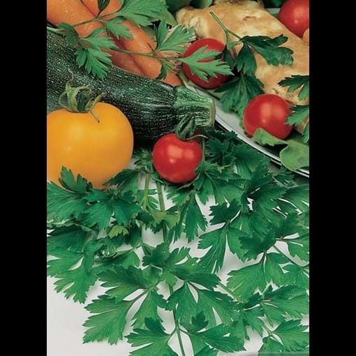 18108_Parsley Italian Plain Leaf_lifestyle1.jpg
