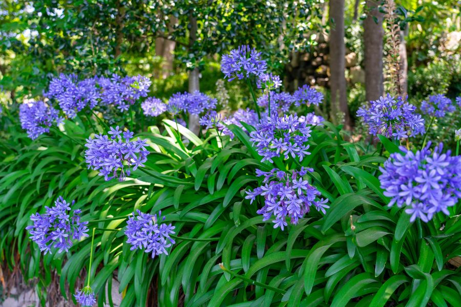 Agapanthus