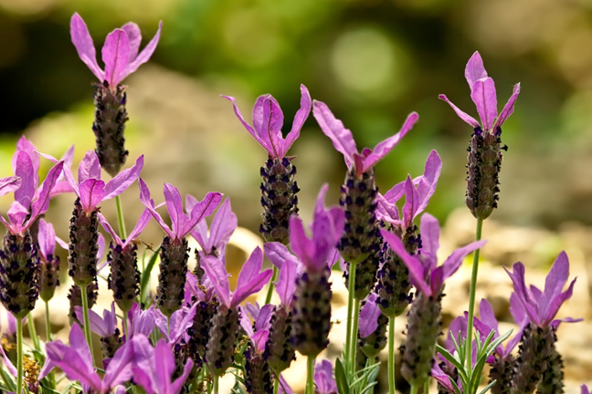 Spanish or Italian Lavender Lavandula stoechas in flower deep pink