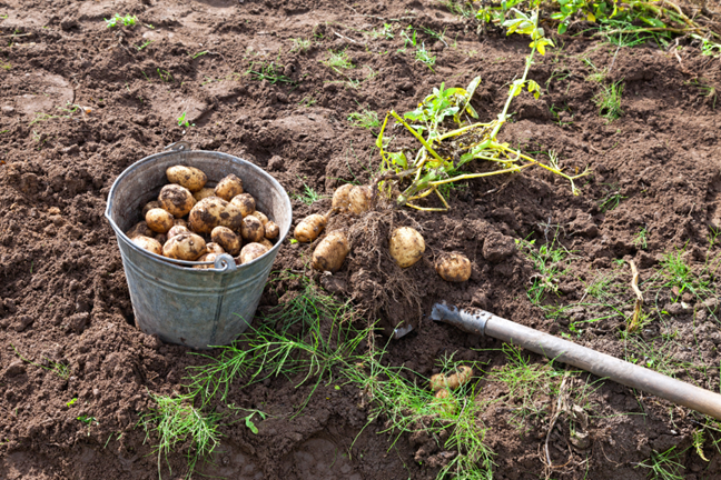 dug up potatoes with a shovel and a bucket full of potatoes