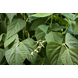 56575_Heirloom Dwarf Beans_Lifestyle1.png (5)