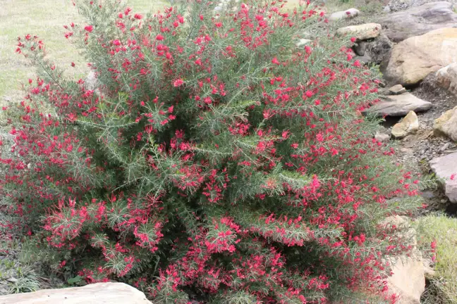 Grevillea 'Crimson Villea'