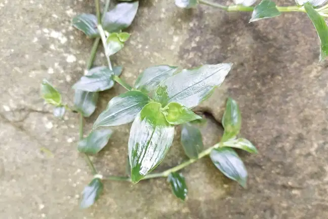 Wandering Trad (2) Credit Elise Dando 800X451 Px LS