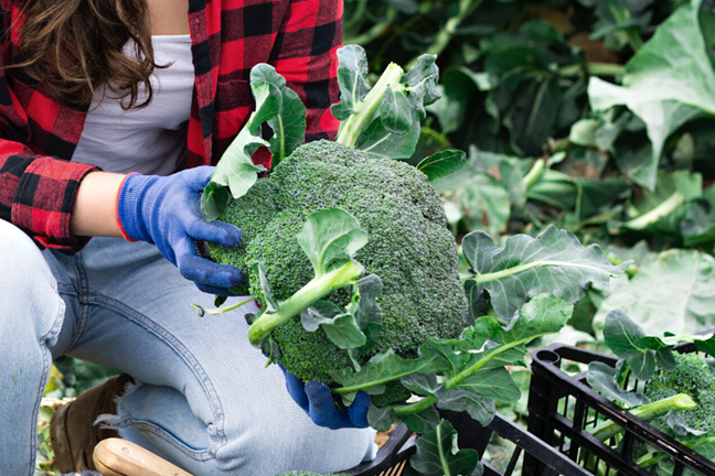 woman wearing a red flannelette shirt and jeans holding a freshly harvest broccoli head in a vegetable garden