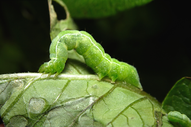 White Cabbage Butterfly caterpillar/looper sitting on the underside of a leaf