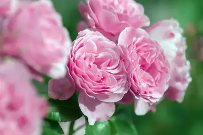 Summer rose care