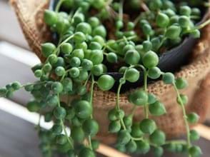 How to Grow String of Pearls