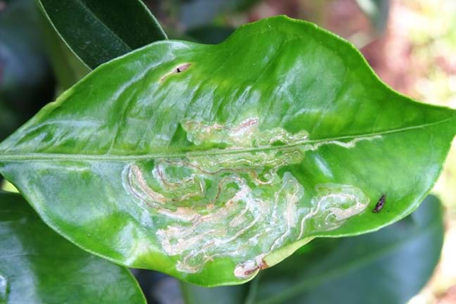 A green Citrus leaf marked with silvery lines, a clear sign of Citrus Leaf Miner damage