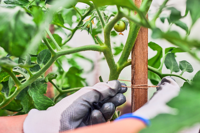 person staking a mature tomato plant with twine