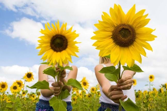 Two children holding sunflowers 