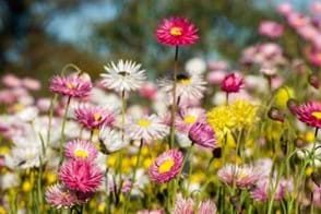 How to Grow Everlasting Daisies