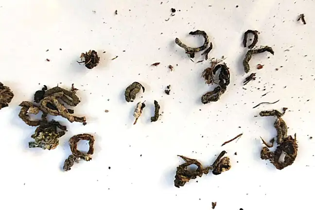 Snail Poo Faeces 800X451px LS