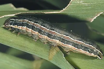 Armyworm