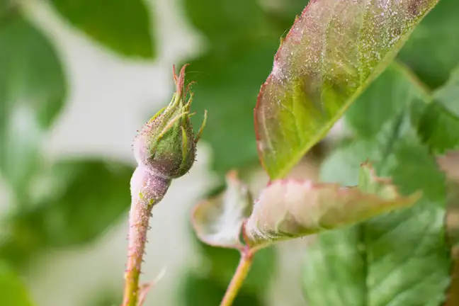 powdery mildew on rose buds and leaves