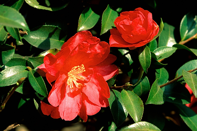 Camellia sasanqua red flowers with a single row of petals and yellow stamens